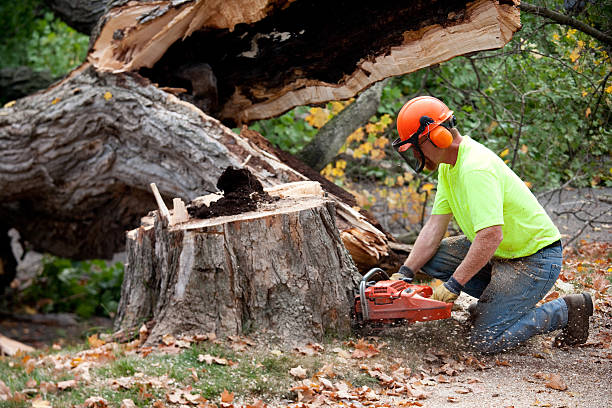 Seasonal Cleanup (Spring/Fall) in Opelousas, LA